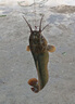 谷蜀香魚(yú)粉釣魚(yú)專(zhuān)用誘魚(yú)劑野釣餌料強效濃腥小藥打窩子開(kāi)口鯽魚(yú)鯉魚(yú)鰱鳙體驗款【1瓶裝】迅速誘魚(yú) 曬單實(shí)拍圖