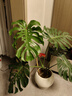 植男植女龜背竹盆栽大型室內客廳植物大葉綠植庭院前臺老樁提根源頭直發(fā) 曬單實(shí)拍圖