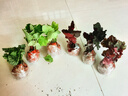 礬根花苗室外植物盆栽大苗耐寒庭院觀(guān)葉組合草花小苗地栽綠植花卉 6色套餐 不含盆 曬單實(shí)拍圖