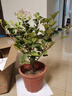 三角梅盆栽帶花劍樹(shù)苗室內陽(yáng)臺重瓣飄枝垂絲老樁四季開(kāi)花爬藤花卉 【帶花發(fā)貨 收到即賞】綠櫻老樁大苗 45-50cm左右（原盆帶土發(fā)貨） 曬單實(shí)拍圖