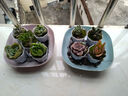 多肉植物精選圖片品種發(fā)貨照圖辦公室室內陽(yáng)臺桌面圖片品種指定品 如圖九顆【不含盆土】 曬單實(shí)拍圖