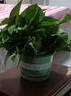 雙盟綠蘿盆栽除甲醛花卉綠植辦公室新房?jì)艋諝?80加侖4盆裝源頭直發(fā) 曬單實(shí)拍圖