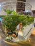 霆徽小型增氧氧氣泵魚(yú)缸增氧泵氧氣泵魚(yú)缸微型增氧泵打充氧機車(chē)增氧泵 曬單實(shí)拍圖