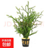 綠菊水草植物真草蜈蚣草綠植凈化水質(zhì)陰性增氧水草懶人魚(yú)缸造景 麓角茸一杯 曬單實(shí)拍圖