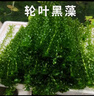 逸樂(lè )寵新鮮輪葉黑藻水草真植物魚(yú)缸懶人凈化水質(zhì)池塘增氧學(xué)校做實(shí)驗觀(guān)察 輪葉黑藻50株 曬單實(shí)拍圖