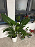 植男植女天堂鳥(niǎo)客廳辦公室內好養落地大盆栽真綠植物吸甲醛凈空氣源頭直發(fā) 曬單實(shí)拍圖