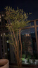 植男植女精品南天竹室內辦公室大型綠植盆栽客廳造景真樹(shù)四季常青源頭直發(fā) 曬單實(shí)拍圖