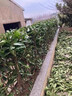 凝寒法國冬青樹(shù)苗四季常青別墅圍墻籬笆植物冬青苗綠籬圍欄籬笆墻綠植 法國冬青樹(shù)苗 【10株裝】法國冬青樹(shù)苗(高約:0.6-0.7m) 曬單實(shí)拍圖
