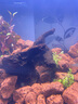 森森 超白玻璃小魚(yú)缸HRK-500套缸款(長(cháng)50cm)熱彎玻璃+過(guò)濾器+水草燈 曬單實(shí)拍圖