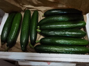 京鮮生 山東荷蘭水果黃瓜凈重5斤 單果70g+ 健康輕食早餐 源頭直發(fā) 曬單實(shí)拍圖