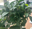 京東鮮花桂花盆栽水培土培綠植盆栽中秋桂花盆栽家庭觀(guān)賞源頭直發(fā) 曬單實(shí)拍圖
