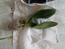 蝴蝶蘭花苗盆栽室內觀(guān)花植物桌面年宵花卉四季好養開(kāi)花綠植 蝴蝶蘭小苗【1.7寸】1顆 隨機色 曬單實(shí)拍圖