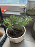 迷迭香苗盆栽可食用驅蚊植物香草薄荷苗綠植物室內煎牛排水培花卉 迷迭香原盆土一盆 盆徑約12cm 含盆高約25cm 曬單實(shí)拍圖