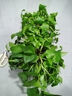 雙盟綠蘿盆栽除甲醛花卉綠植辦公室新房?jì)艋諝?80加侖2盆裝源頭直發(fā) 曬單實(shí)拍圖