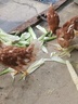 一斤半重海蘭褐雞活苗半大產(chǎn)蛋王下蛋雞苗高產(chǎn)青年母雞散養土雞苗 1.5斤左右海蘭褐【疫苗已做】 海蘭褐1只價(jià)格（4只起拍發(fā)貨） 曬單實(shí)拍圖