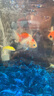 備能（BEINENG）白點(diǎn)凈小瓜蟲(chóng)病魚(yú)藥小型魚(yú)錦鯉鸚鵡金魚(yú)水霉白毛白嘴爛尾爛肉擦缸 曬單實(shí)拍圖