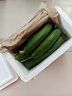 山東壽光水果黃瓜生吃脆新鮮荷蘭青瓜當季無(wú)刺小黃瓜源頭直發(fā) 精品水果黃瓜 2斤 曬單實(shí)拍圖