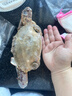 梭子蟹鮮活特大野生舟山大螃蟹海鮮新鮮冷凍海蟹水產(chǎn)飛蟹白蟹順豐 9兩以上/只 【凈重5斤大梭子蟹】 曬單實(shí)拍圖