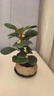 八芽盆栽小盼菩提樹植物室內(nèi)禪意盆景辦公室桌面好養(yǎng)綠植源頭直發(fā)包郵 蓮花盆菩提（含紫砂托盤） 曬單實拍圖