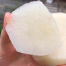 愛(ài)鮮摘農場(chǎng) 山東萊陽(yáng)秋月梨【閃送-多地隔日達】豐水梨子水果禮盒中秋送禮 9A級｜單果400g+【我蕞甜】 精選果丨5斤裝【超值推薦】?jì)?.5 曬單實(shí)拍圖