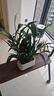 植男植女一帆風(fēng)順年宵花卉綠植盆栽白掌室內好養凈化空氣美化環(huán)境源頭直發(fā) 曬單實(shí)拍圖