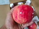 突尼斯云南會(huì )澤鹽水軟籽石榴果粒飽滿(mǎn)新鮮現摘健康水果節日禮盒 【彩箱裝】大果6個(gè)裝(單果300g-400g) 曬單實(shí)拍圖