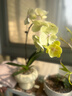 蝴蝶蘭 帶花苞盆栽喬遷生日父母長(cháng)輩禮物蘭花 室內花卉 基地直發(fā) 檸檬 1苗1梗+樹(shù)脂飛碟盆（帶花帶花苞發(fā)貨） 曬單實(shí)拍圖