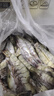 Member's Mark 泰國進(jìn)口 生冷凍黑虎蝦 2kg (約31-40只/每千克) 2kg(凈重) 曬單實(shí)拍圖