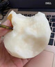顏曼箐山東萊陽(yáng)秋月梨 新鮮水果脆甜現摘冰糖甜梨子中秋節禮盒送禮 5斤鉆石果 單果350g+ 凈重4.5斤+ 曬單實(shí)拍圖