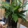 發(fā)財樹(shù)盆栽大植物室內辦公室桌面客廳小盆景招財樹(shù)苗綠植花卉盆栽 三桿發(fā)財樹(shù) 5-8cm【透明儲水盆】 【送肥料】 曬單實(shí)拍圖