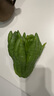 臨雅佛手柑水養綠植水培植物佛手瓜室內盆栽插花A+級中果1顆源頭直發(fā) 曬單實(shí)拍圖