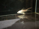 YEE魚(yú)缸氧氣泵小型魚(yú)缸家用打充氧機養魚(yú)循環(huán)泵增氧機4w單孔氣盤(pán) 曬單實(shí)拍圖