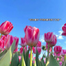 英科醫療（INTCO）一次性手套PVC手套大碼100只醫務(wù)實(shí)驗室美容餐飲烘焙防護檢查手套 曬單實(shí)拍圖