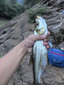 達億瓦（DAIWA）25新款深海船釣快抽鐵板竿海釣桿章紅金槍魚(yú)竿近海泛用竿十大品牌 1.63m 54B-6（1.63m獨節槍柄） 曬單實(shí)拍圖