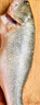 鮮活沖浪河鱸魚(yú)400-500g/條 曬單實(shí)拍圖