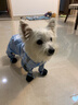嬉皮狗（hipidog）狗狗雨衣衣服寵物夏季小狗泰迪比熊小型犬立體背包可牽引連腳雨衣 邦迪藍 XL （建議體重11-15斤） 曬單實(shí)拍圖