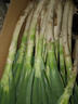 山東安丘鐵桿大蔥新鮮5斤10斤毛蔥蔬菜蘸醬卷餅辛辣脆爽小蔥大蔥 5斤帶皮大蔥【凈重5斤】 2500g 曬單實(shí)拍圖