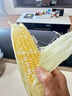 京鮮生云南水果玉米5斤 鮮甜玉米棒 甜脆多汁 新鮮蔬菜 源頭直發(fā)包郵 曬單實(shí)拍圖