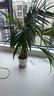 貴秘書(shū)正宗富貴椰子大型綠植盆栽室內客廳辦公室好養盆景四季常青除甲醛 【105-120cm 精品富貴椰子】 帶盆栽【雅致之品】好 曬單實(shí)拍圖