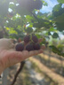 圖拉斯【頂配鈦晶鏡頭膜丨好評(píng)率99%】適用華為mate70pro+/pro鏡頭膜pura80pro/pro+鋼化鏡頭膜保護(hù)膜 【鈦晶鏡頭膜】原色紅楓影像+贈(zèng)定位器 華為 Mate 70Pro/Pro+ 曬單實(shí)拍圖