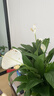 植男植女一帆風(fēng)順年宵花卉綠植盆栽白掌室內好養凈化空氣美化環(huán)境源頭直發(fā) 曬單實(shí)拍圖