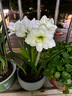 海蒂的花園朱頂紅進(jìn)口重瓣種球室內(nèi)陽(yáng)臺(tái)球根花卉植物源頭直發(fā)包郵 南非朱頂紅阿弗雷22/24 *3（三顆裝） 12+ 曬單實(shí)拍圖