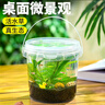 寵小帥手提生態(tài)瓶免換水免打理全套diy透明材料微景觀(guān)防摔桌面觀(guān)賞魚(yú)缸 黃金沙生態(tài)瓶【斑馬魚(yú)】 曬單實(shí)拍圖