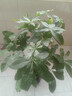 植男植女發(fā)財樹(shù)大型盆栽客廳室內真綠植辦公室開(kāi)業(yè)送禮獨桿招財樹(shù)源頭直發(fā) 曬單實(shí)拍圖