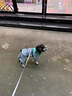智宙小狗狗雨衣小型犬沖鋒衣全包四腳反光戶(hù)外防風(fēng)保暖沖鋒服防水雨披 寵物雨衣【藍色】 XXL號建議體重10-15斤 曬單實(shí)拍圖