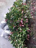 紅葉石楠樹(shù)苗 火焰紅 籬笆苗圍墻綠籬植物庭院園林綠化苗四季常青 50棵地栽苗；高30-40厘米(保濕發(fā)貨) 40cm(含)-50cm(不含) 曬單實(shí)拍圖