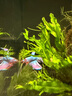 好養易活漂亮進(jìn)口寵物泰國斗魚(yú)活體觀(guān)賞魚(yú)淡水熱帶魚(yú)小型半月活魚(yú) 精品馬尾公1條 曬單實(shí)拍圖