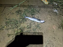 夢(mèng)輝一發(fā)PRO緩沉顫沉仿生沉水鉛筆釣翹嘴海鱸鳡魚(yú)鉛筆路亞餌 黑絲白條 17克（超緩沉） 曬單實(shí)拍圖