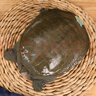 掌昕鮮【活鮮】漢壽縣生態(tài)甲魚團魚王八 鱉1.9-2.1斤 海鮮源頭直發(fā)包郵 曬單實拍圖