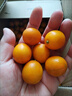 桂林脆皮金桔現摘新鮮水果純甜不酸冰糖心廣西青皮小金桔大果包郵 1斤 【6號果】65個(gè)左右/斤 曬單實(shí)拍圖